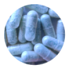 Blue Freezie MDMA Capsules